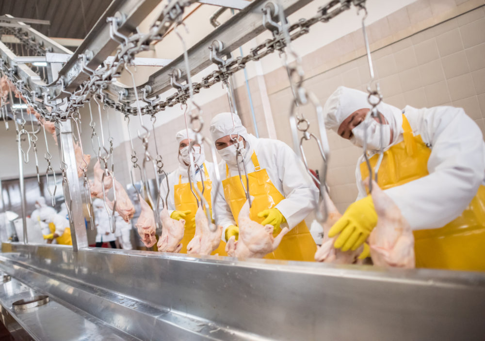 Workers at a food factory processing chicken
